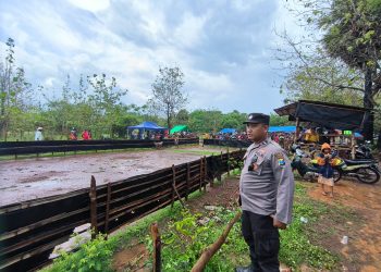 Hujan Bukan Halangan, Bhabinkamtibmas Desa Poteran Tetap Laksanakan Pengamanan Kerapan Kambing